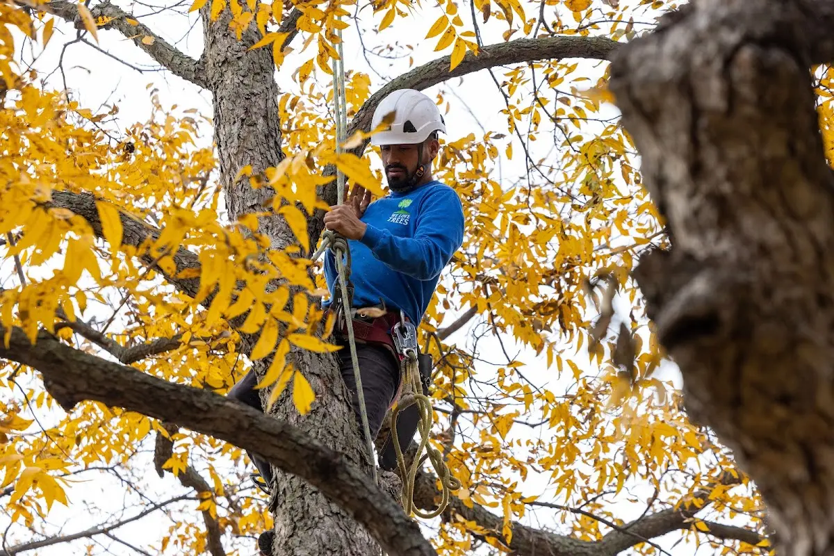 Skilled Storm Damage Cleanup crew working in Alma